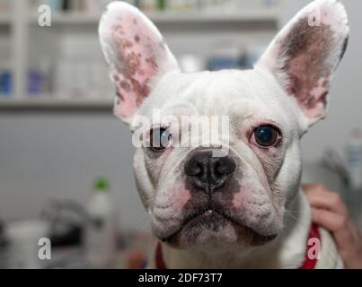 Portrait de Bulldog français, portrait de Bulldog français en gros plan Banque D'Images