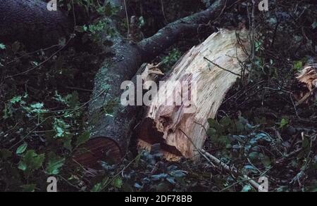 Eastbourne, East Sussex, Royaume-Uni. 3 décembre 2020. Les cendres infectées par la maladie dépérdieuse des cendres qui tue jusqu'à 95 % des arbres infectés sont coupées dans le cadre d'un programme continu. Les travaux en cours en bordure des comtés de South Downs près de Beachy Head se poursuivront la semaine prochaine dans le cadre des travaux en cours pour sauver cette partie vitale de l'environnement . Crédit : Alan Fraser/Alay Live News Banque D'Images