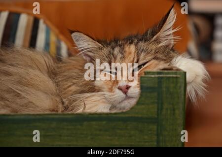 Un chat forestier norvégien tortoiseshell reposant dans un carton vert boîte Banque D'Images