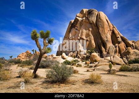 Paysage désertique dans Joshua Tree National Park, Californie Banque D'Images