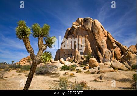 Paysage désertique dans Joshua Tree National Park, Californie Banque D'Images