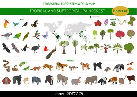 Biome tropical et subtropical de la forêt tropicale, infographie sur la région naturelle. Forêts tropicales amazoniennes, africaines, asiatiques et australiennes. Animaux, oiseaux et végétatio Illustration de Vecteur