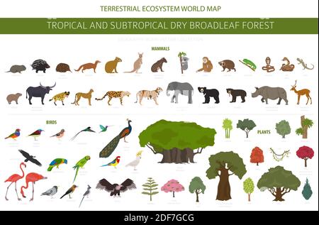 Biome forestier tropical et subtropical à feuilles larges, infographie sur la région naturelle. Forêts saisonnières. Ensemble de conception d'écosystème animaux, oiseaux et végétations Illustration de Vecteur