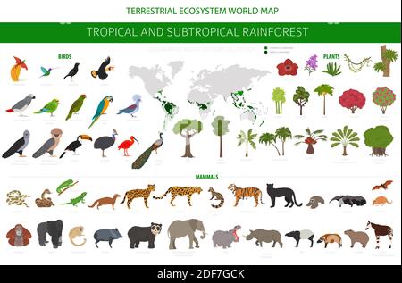 Biome tropical et subtropical de la forêt tropicale, infographie sur la région naturelle. Forêts tropicales amazoniennes, africaines, asiatiques et australiennes. Animaux, oiseaux et végétatio Illustration de Vecteur