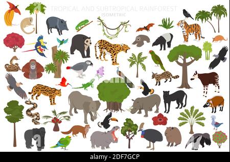 Biome tropical et subtropical de la forêt tropicale, infographie sur la région naturelle. Forêts tropicales amazoniennes, africaines, asiatiques et australiennes. Animaux, oiseaux et végétatio Illustration de Vecteur