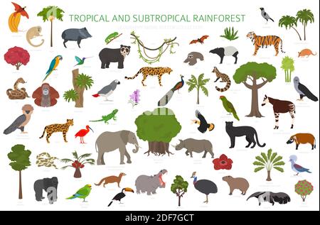 Biome tropical et subtropical de la forêt tropicale, infographie sur la région naturelle. Forêts tropicales amazoniennes, africaines, asiatiques et australiennes. Animaux, oiseaux et végétatio Illustration de Vecteur