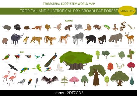 Biome forestier tropical et subtropical à feuilles larges, infographie sur la région naturelle. Forêts saisonnières. Écosystème des animaux, des oiseaux et des végétations isométrique Illustration de Vecteur