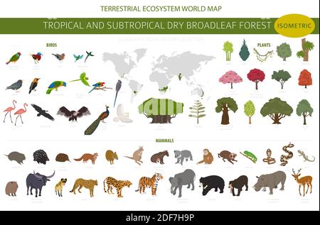 Biome forestier tropical et subtropical à feuilles larges, infographie sur la région naturelle. Forêts saisonnières. Écosystème des animaux, des oiseaux et des végétations isométrique Illustration de Vecteur