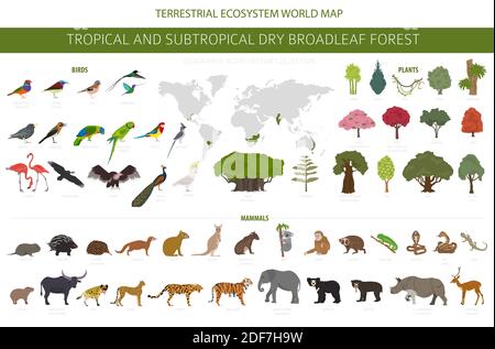 Biome forestier tropical et subtropical à feuilles larges, infographie sur la région naturelle. Forêts saisonnières. Ensemble de conception d'écosystème animaux, oiseaux et végétations Illustration de Vecteur