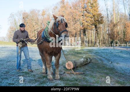 France, haute Savoie, débardage de bois de chauffage avec des chevaux de trait dans le froid du matin Banque D'Images