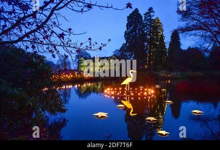 Wakehurst , Haywards Heath UK 3 décembre 2020 - les visiteurs apprécient la nuit d'ouverture de la piste de lanterne Glow Wild à Wakehurst, dans le Sussex, qui célèbre cette année les héros cachés du monde naturel. Les points forts incluent des têtes géantes flottantes de graines de pissenlit, un champ de champignons de conte de fées, et le plus grand arbre de Noël du Royaume-Uni : Credit Simon Dack / Alamy Live News Banque D'Images