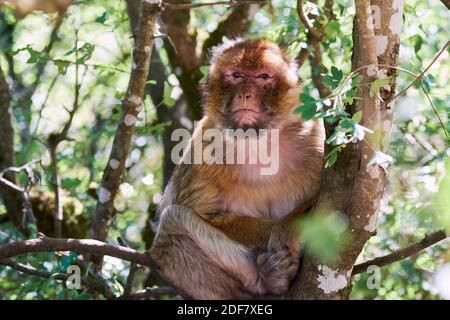 France, Lot, Rocamadour, Foret des singes, Barbarie Macaque également appelé singe Barbary ou Magot (Macaca sylvanus), originaire du Maroc, portrait Banque D'Images