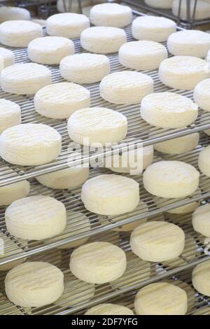 France, Isere, Quincieu, Rochas fromagère, fabrication de Saint Marcellin (IGP à base de lait de vache) Banque D'Images