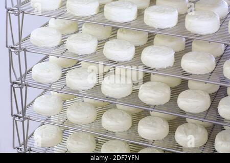 France, Isere, Quincieu, Rochas fromagère, fabrication de Saint Marcellin (IGP à base de lait de vache) Banque D'Images