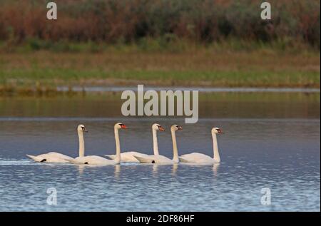 Mute Swan (Cygnus olor) cinq nageant sur le lac Alakol, Kazakhstan Juin Banque D'Images