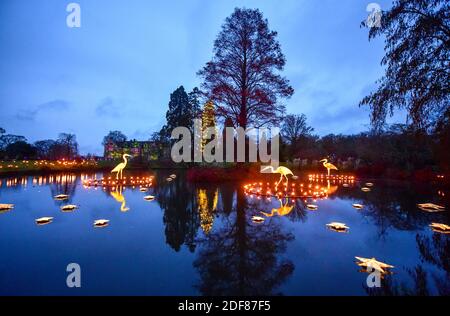 Wakehurst , Haywards Heath UK 3 décembre 2020 - les visiteurs apprécient la nuit d'ouverture de la piste de lanterne Glow Wild à Wakehurst, dans le Sussex, qui célèbre cette année les héros cachés du monde naturel. Les points forts incluent des têtes géantes flottantes de graines de pissenlit, un champ de champignons de conte de fées, et le plus grand arbre de Noël du Royaume-Uni : Credit Simon Dack / Alamy Live News Banque D'Images