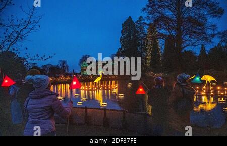 Wakehurst , Haywards Heath UK 3 décembre 2020 - les visiteurs apprécient la nuit d'ouverture de la piste de lanterne Glow Wild à Wakehurst, dans le Sussex, qui célèbre cette année les héros cachés du monde naturel. Les points forts incluent des têtes géantes flottantes de graines de pissenlit, un champ de champignons de conte de fées, et le plus grand arbre de Noël du Royaume-Uni : Credit Simon Dack / Alamy Live News Banque D'Images