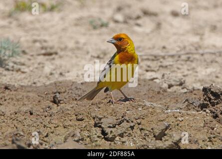 Un homme de Bunting à tête rouge (Emberiza bruniceps) au trou d'eau du désert de Taukum, au Kazakhstan Mai Banque D'Images