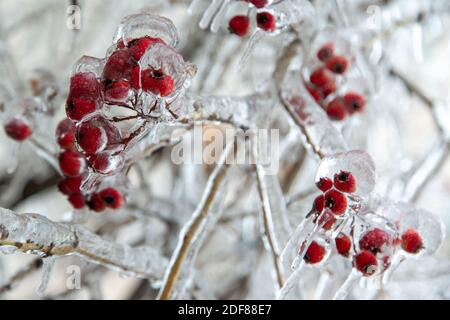 Beaucoup de mini-pommes rouges, baies accrochées sur l'arbre dans un bouquet sont très congelés, complètement dans la glace. Très grand. Banque D'Images