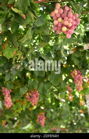 Petits pains de raisins Verico rouges mûrs de grande taille suspendus vignes en hauteur Banque D'Images