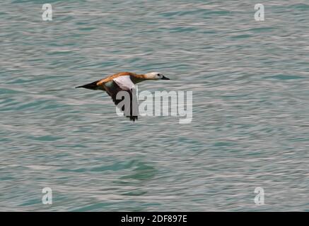 Ruddy Shelduck (Tadorna ferruginea) femelle volant bas au-dessus du lac de montagne SG-Alatau NP, Kazakhstan Mai Banque D'Images