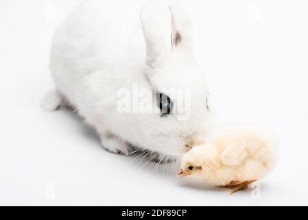 joli lapin avec œil noir près de la carotte sur fond blanc Banque D'Images