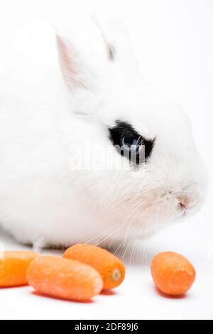 joli lapin avec œil noir près de la carotte sur fond blanc Banque D'Images