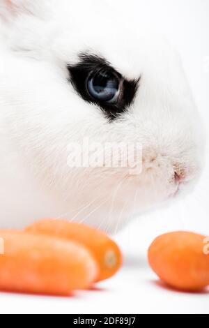 gros plan de joli lapin avec œil noir près de la carotte arrière-plan blanc Banque D'Images