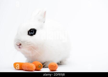 joli lapin avec œil noir près de la carotte sur fond blanc Banque D'Images