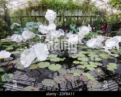 Dale Chihuly's Ethereal White Perse Waterlilies Pond sculpture à Kew Gardens, Londres, Royaume-Uni Banque D'Images