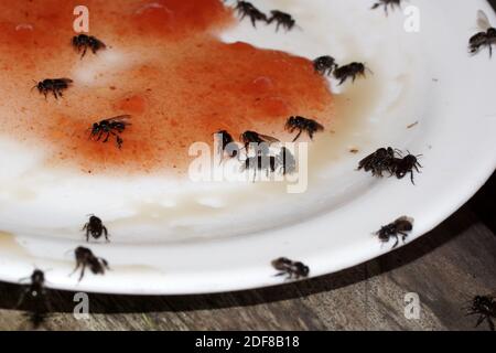 Les petites abeilles sauvages mangent des bonbons dans une assiette. Abeilles sans pigeles, abeilles sans pigeles, méliponines, Meliponini. Parc national de Tortuguero. Costa Rica, Limon Banque D'Images