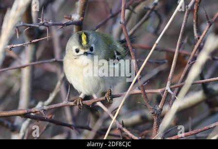 Goldcrest après son arrivée de Scandinavie à sursaut, le plus petit oiseau de Grande-Bretagne Banque D'Images