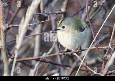 Goldcrest après son arrivée de Scandinavie à sursaut, le plus petit oiseau de Grande-Bretagne Banque D'Images