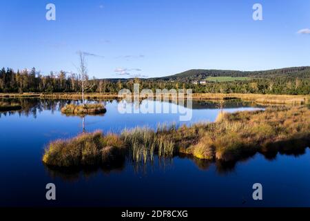 Moor Chalupska latte avec des bouleaux et des pins au coucher du soleil, Parc national de Sumava, République Tchèque, jour d'automne ensoleillé Banque D'Images