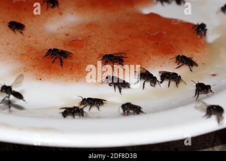 Les petites abeilles sauvages mangent des bonbons dans une assiette. Abeilles sans pigeles, abeilles sans pigeles, méliponines, Meliponini. Parc national de Tortuguero. Costa Rica, Limon Banque D'Images