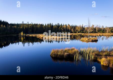 Moor Chalupska latte avec des bouleaux et des pins au coucher du soleil, Parc national de Sumava, République Tchèque, jour d'automne ensoleillé Banque D'Images