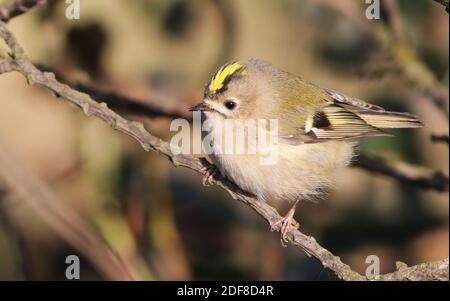 Goldcrest après son arrivée de Scandinavie à sursaut, le plus petit oiseau de Grande-Bretagne Banque D'Images