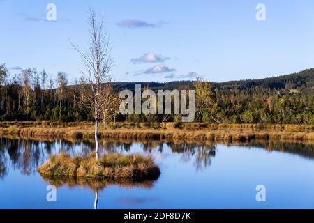 Moor Chalupska latte avec des bouleaux et des pins au coucher du soleil, Parc national de Sumava, République Tchèque, jour d'automne ensoleillé Banque D'Images