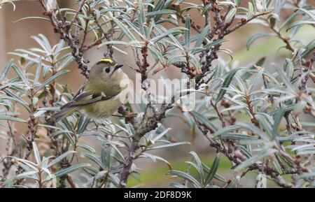 Goldcrest après son arrivée de Scandinavie à sursaut, le plus petit oiseau de Grande-Bretagne Banque D'Images