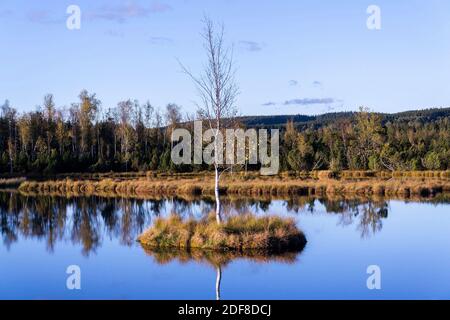 Moor Chalupska latte avec des bouleaux et des pins au coucher du soleil, Parc national de Sumava, République Tchèque, jour d'automne ensoleillé Banque D'Images