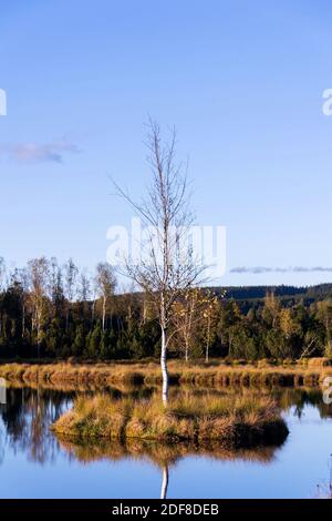 Moor Chalupska latte avec des bouleaux et des pins au coucher du soleil, Parc national de Sumava, République Tchèque, jour d'automne ensoleillé Banque D'Images