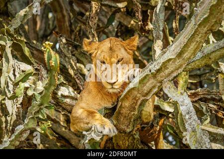 Lion grimpant à Ishasha, parc national de la Reine Elizabeth, Ouganda. Banque D'Images