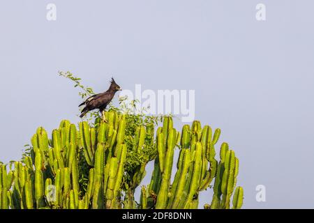 Aigle à aigrettes (Lopheetus occipitalis) perché sur un arbre, parc national de la Reine Elizabeth, Ouganda. Banque D'Images