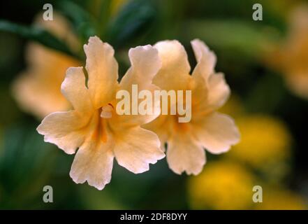 Colle SANTA LUCIA MONKEY FLOWER (Mimulus) bifidusin en fleurs - le comté de Monterey, Californie Banque D'Images