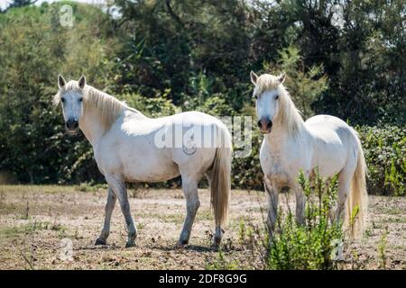 Chevaux sauvages en Camargue, France, Europe. Banque D'Images