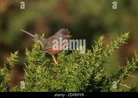 Paruline-Sylvia mâle Dartford perches undata sur le Gorse-Ulex commun. Automne Banque D'Images