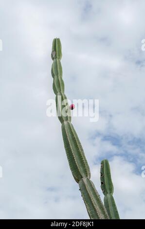 Cereus Repandus Cactus atteindre le ciel, Banque D'Images