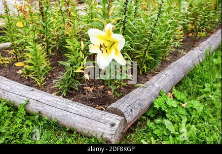 Belle grande fleur de lilia, gros plan. Fleur Lilly blanc jaune fleur Banque D'Images