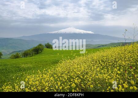 Fleurs de canola et d'herbe verte sur fond volcan Etna couvert de neige et ciel couvert Banque D'Images