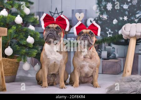 Paire de chiens Bulldog français vêtus de rouge festif Rubans sur la tête assis entre l'arbre de Noël avec des boules et boîtes-cadeaux en arrière-plan flou Banque D'Images